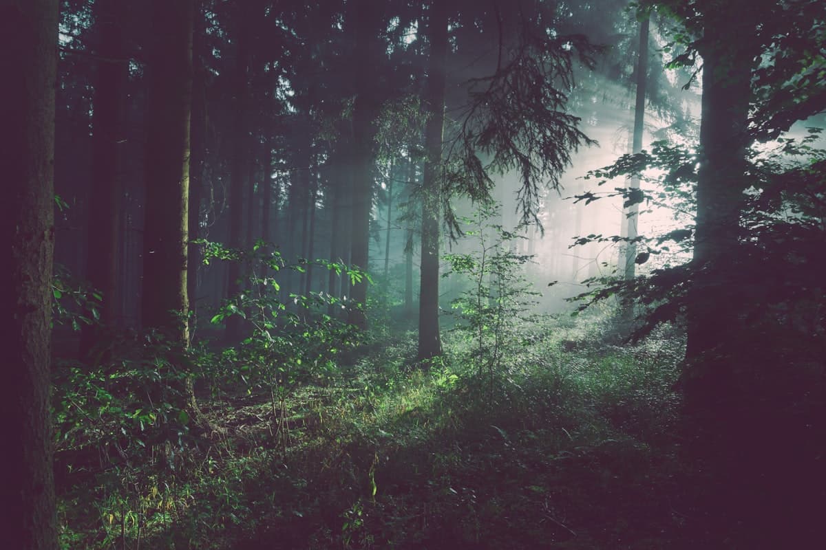 Forest landscape representing Lyme disease awareness and treatment
