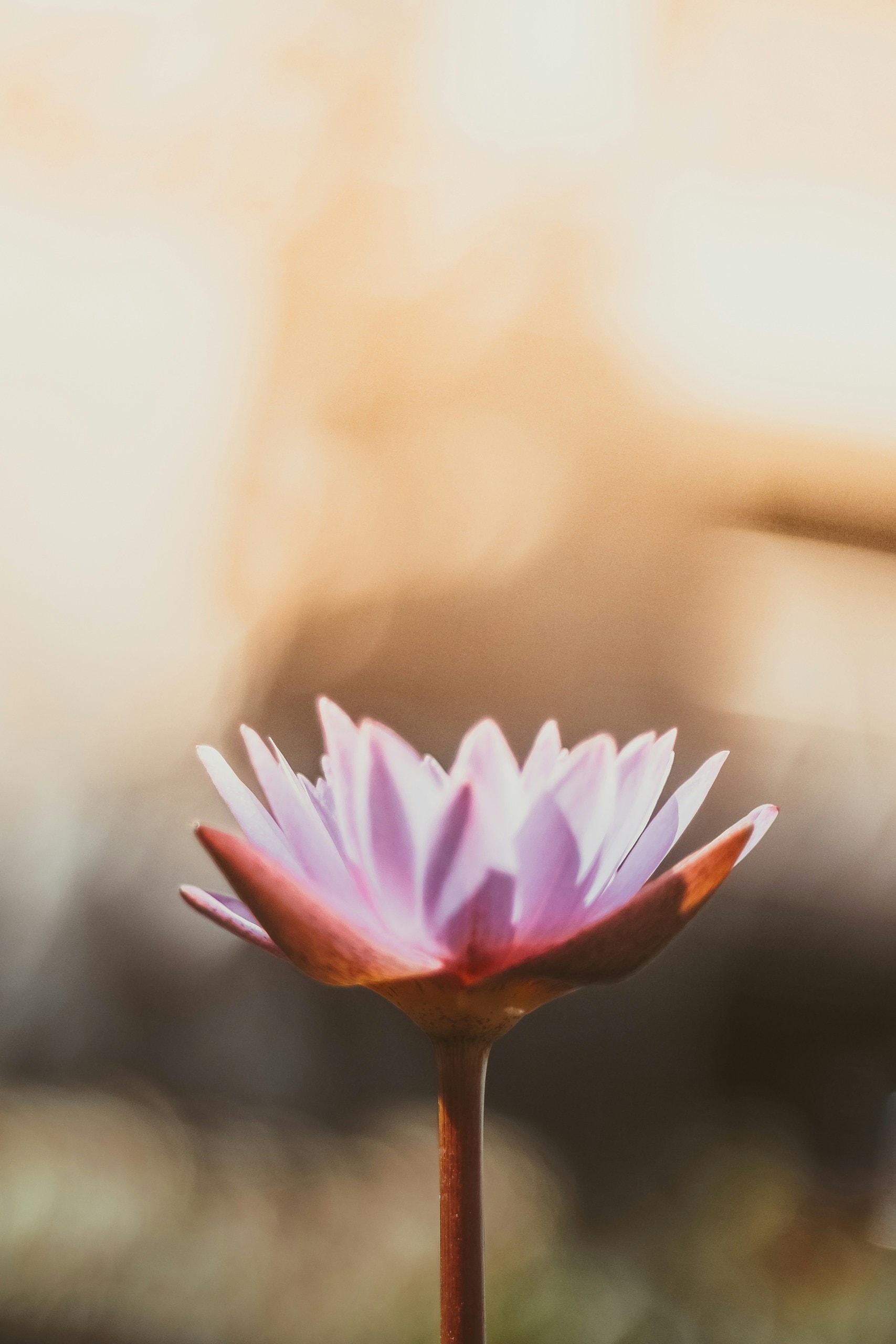 Holistic wellness and integrative therapies