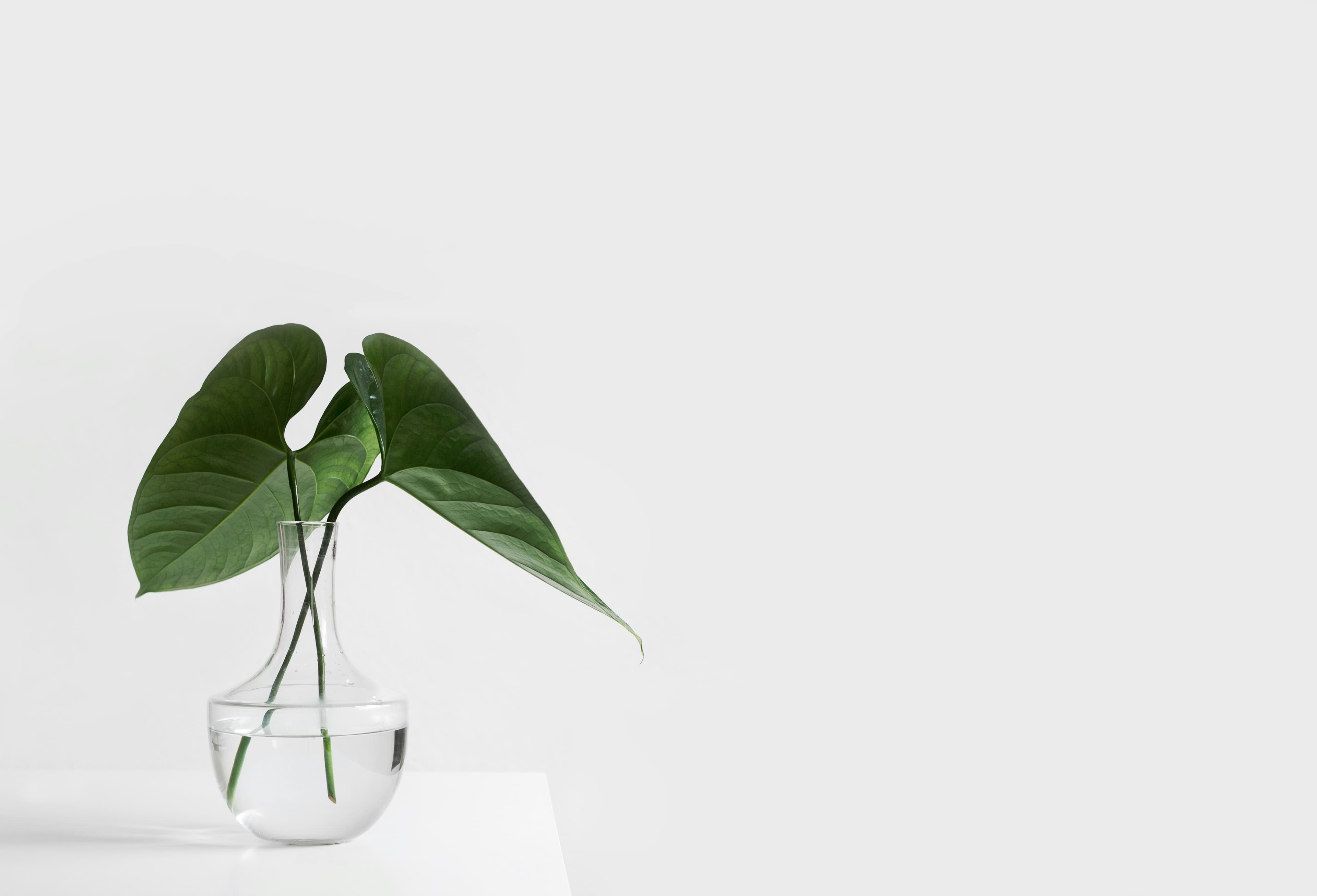 A single green leaf in a glass vase — a clean start to care